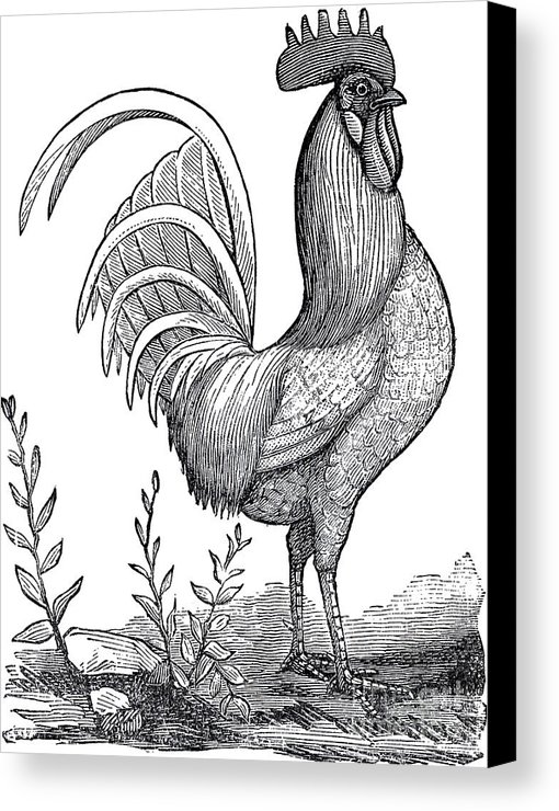 510x740 Rooster Sketch Canvas Print Canvas Art By R Muirhead Art - Rooster Sketch
