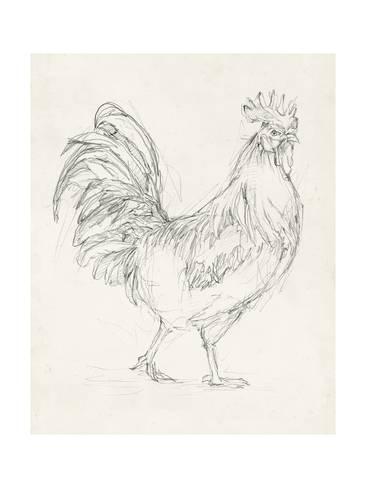 366x488 Rooster Sketch I Posters By Ethan Harper - Rooster Sketch