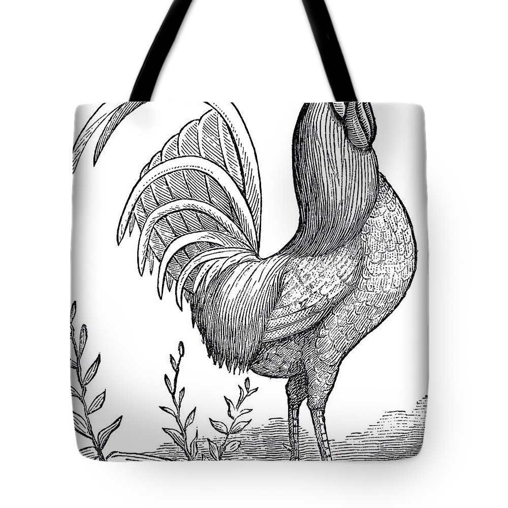 1000x1000 Rooster Sketch Tote Bag For Sale By R Muirhead Art - Rooster Sketch