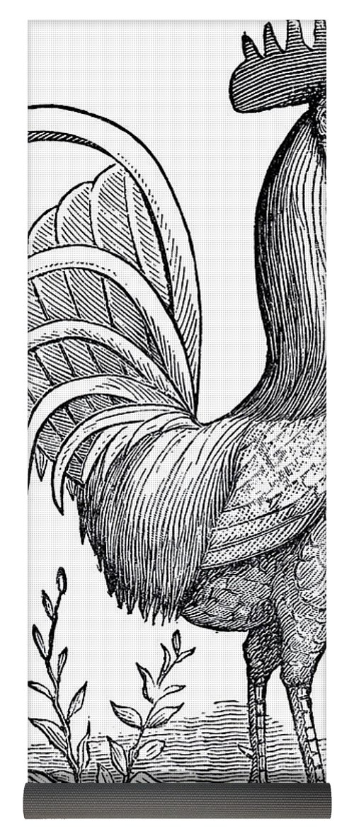 500x1171 Rooster Sketch Yoga Mat For Sale By R Muirhead Art - Rooster Sketch