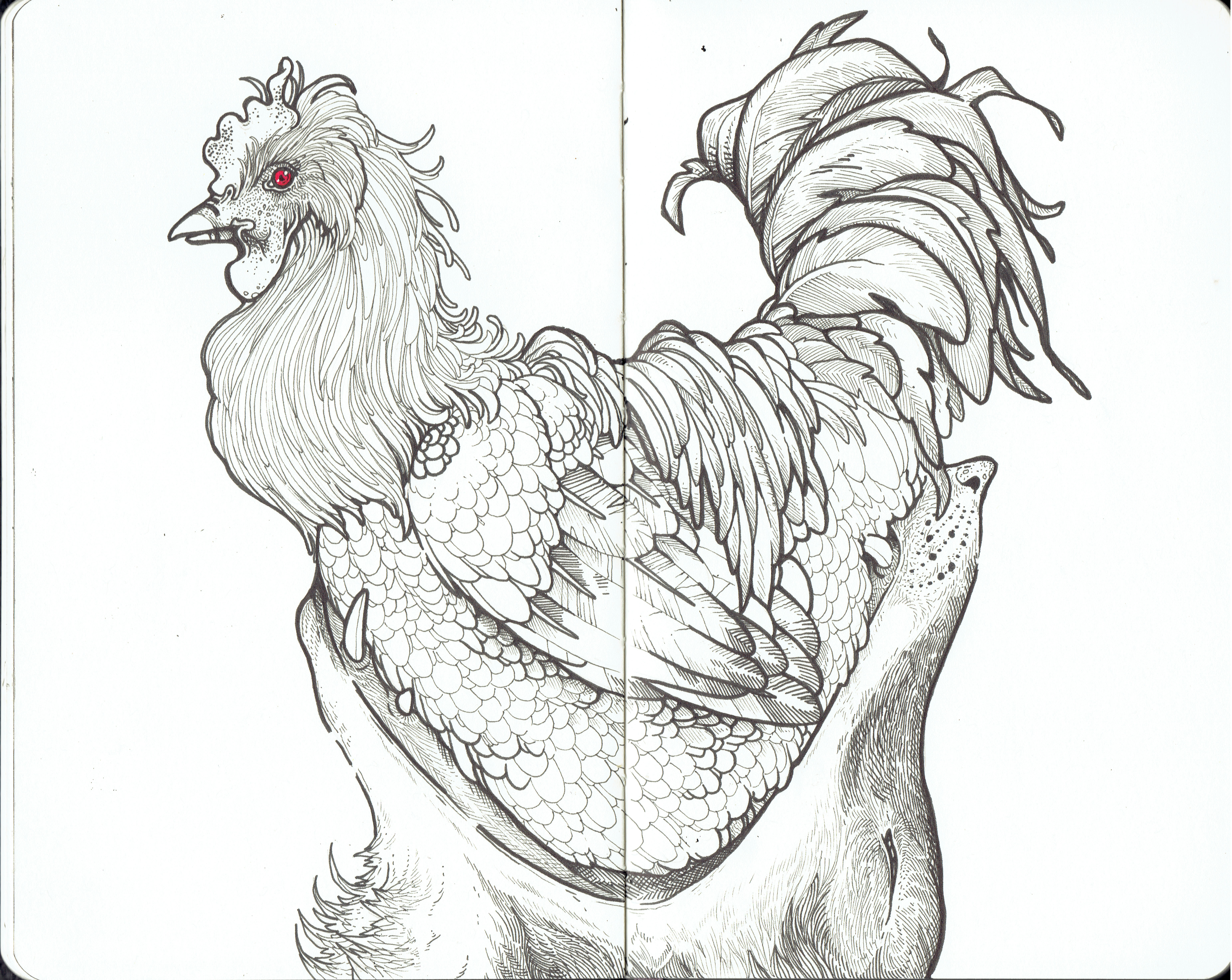 6153x4894 Rooster Sketch By Candace Fujii Canvas Tokyo - Rooster Sketch