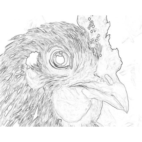 500x500 Rooster Sketch For Canvas Painting - Rooster Sketch