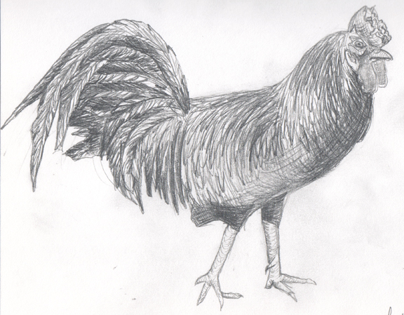 576x449 Rooster Transfer Spring Leaf Press - Rooster Sketch