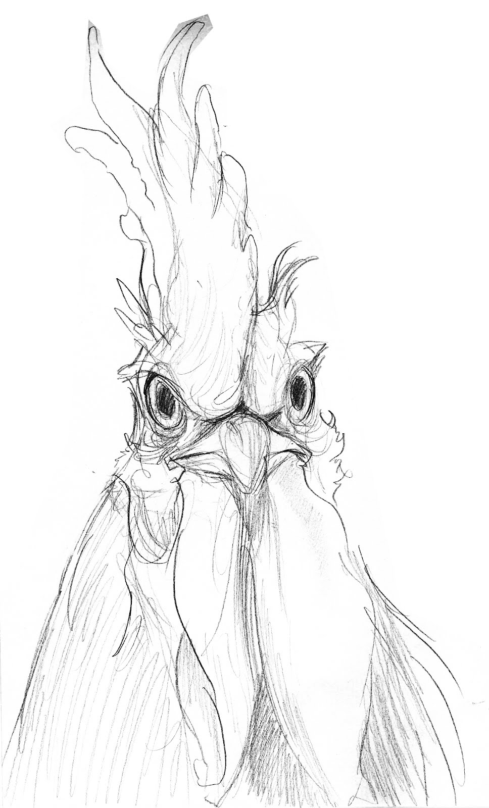 968x1600 The Works Rooster Sketch - Rooster Sketch