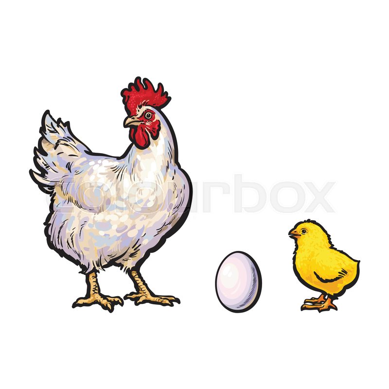 800x800 Vector Chicken Hen White Egg, Yellow Chick White Rooster Sketch - Rooster Sketch