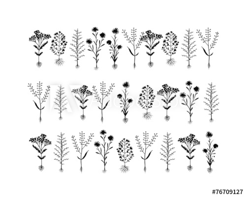 500x400 Herbarium Flowers With Roots, Sketch For Your Design - Roots Sketch