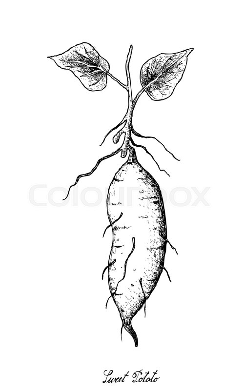 500x800 Root And Tuberous Vegetables, Illustration Hand Drawn Sketch Of - Roots Sketch