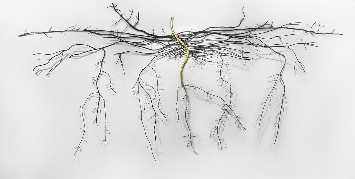 Корень скетч. Корневая система конопли. Какой стержневой корень куста для поделок. Graphical abstract Pea roots.