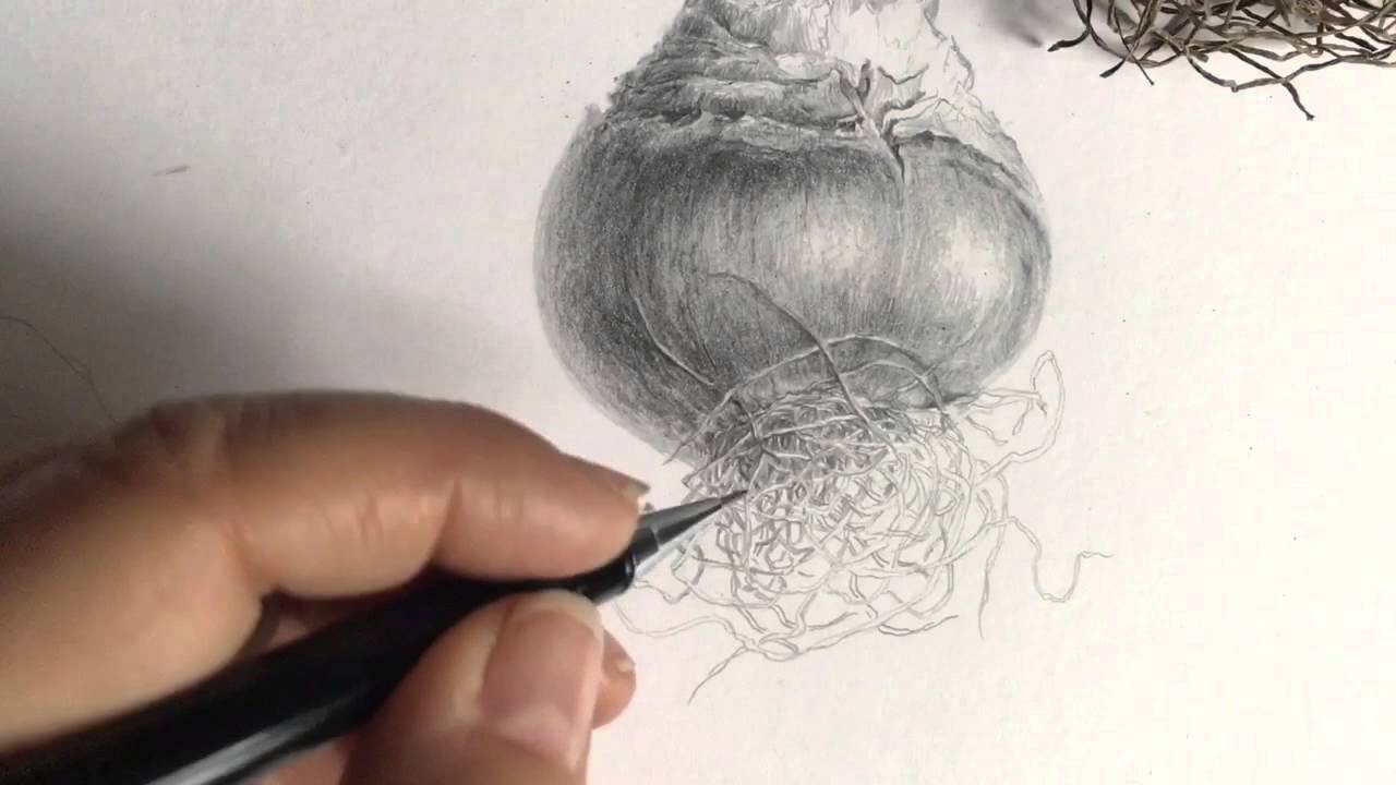 1280x720 Drawing Roots - Roots Sketch