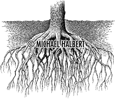 400x346 Drawn Roots Eucalyptus Tree - Roots Sketch