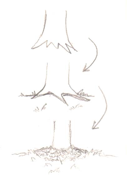 407x600 Drawn Roots Tree Drawing - Roots Sketch