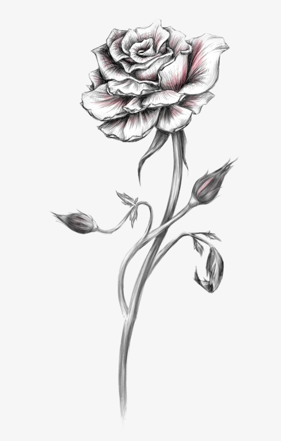 564x883 Rose Sketch, Rose Clipart, Hand Painted Roses, Rose Png Image And - Rosa Sketch