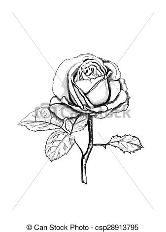 337x470 Rose Sketch. Black Outline On White Background. Illustration. - Rosa Sketch