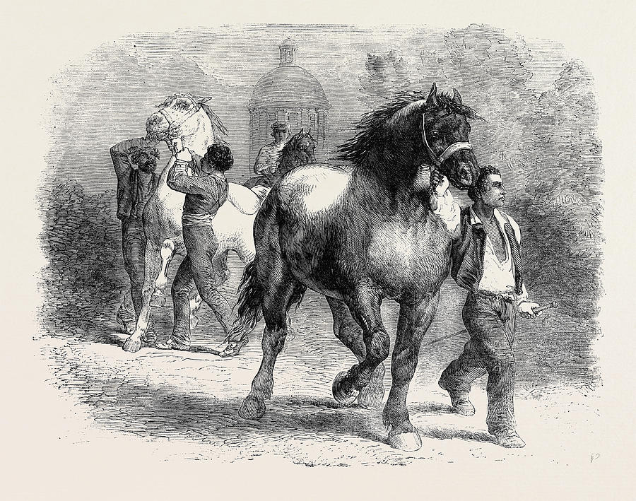 900x709 Sketch From The Horse Fair Drawing By Bonheur, Rosa, (1822 1899 - Rosa Sketch