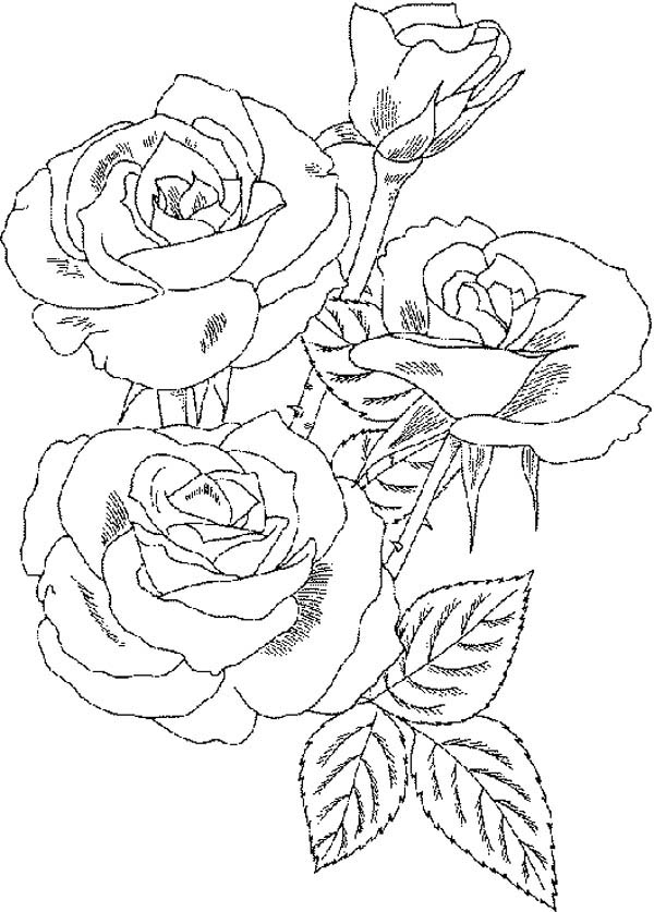 Rose Bouquet Sketch at PaintingValley.com | Explore collection of Rose ...