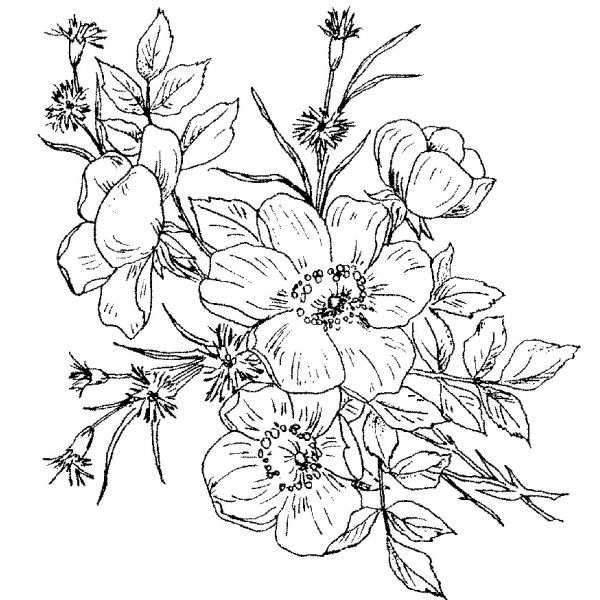 600x600 Black And White Wild Rose Tattoo - Rose Bouquet Sketch