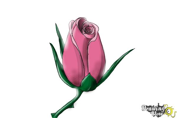600x400 How To Draw A Rose Bud - Rose Bud Sketch