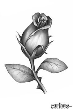 236x354 Pin By Kelly Kapp On Tattoos Drawings, Art And Rose - Rose Bud Sketch