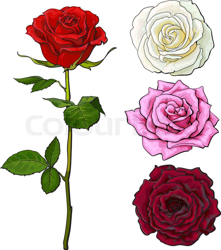 709x800 Pink, White, Deep Red Open Rose Bud And Flower With Green Leaves - Rose Bud Sketch