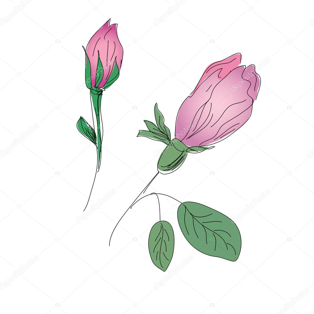 1024x1024 Rose Bud Sketch Rosebud Pencil Sketch Stock Vector Tasia12 - Rose Bud Sketch