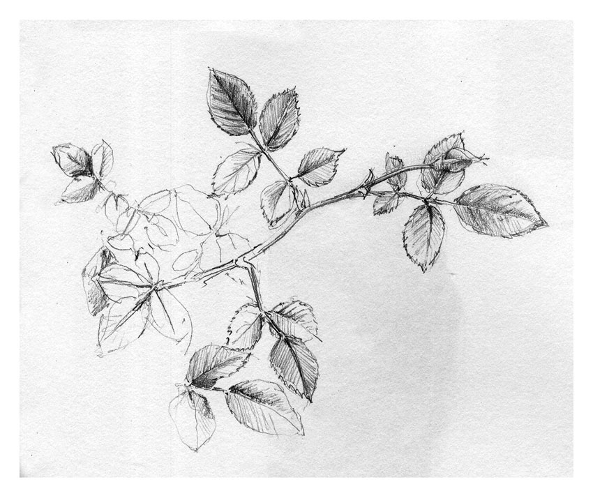 850x714 Rose Bud Study - Rose Bud Sketch