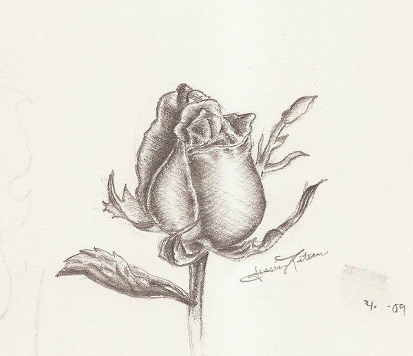 600x517 Rose Bud Sketch By Onepurpledragonfly - Rose Bud Sketch