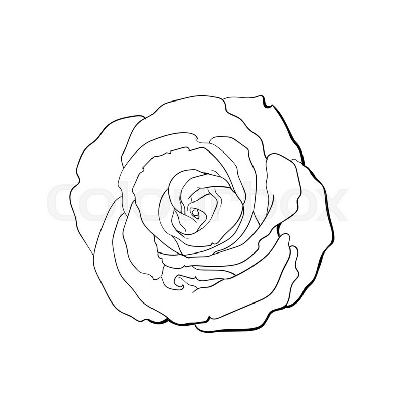 800x800 Deep Contour Rose Bud, Top View Sketch Style Vector Illustration - Rose Bud Sketch