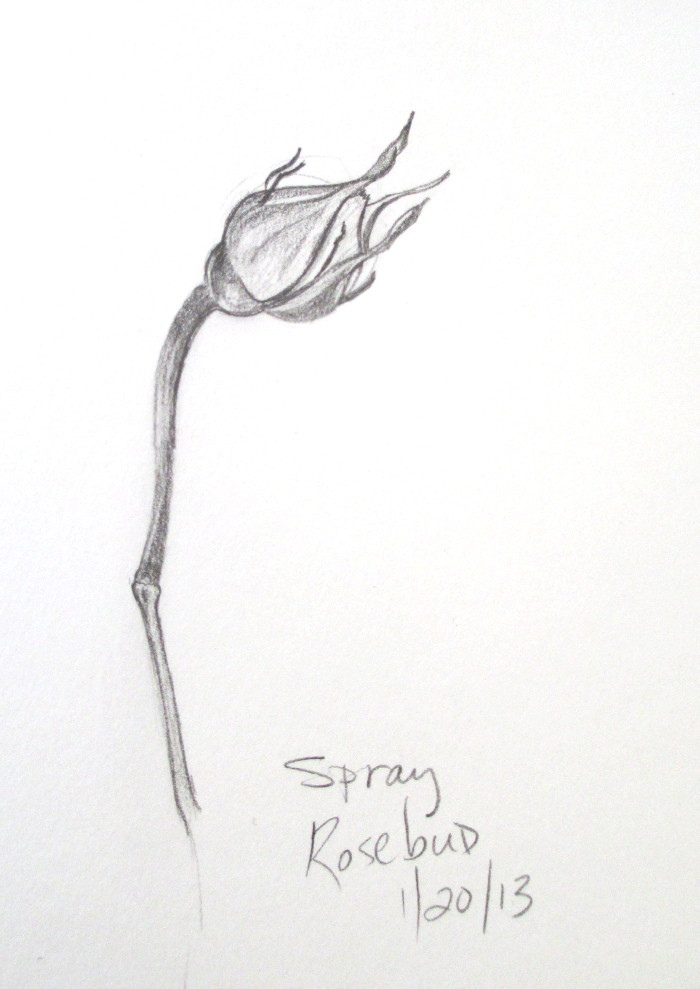 Rose Bud Sketch at Explore collection