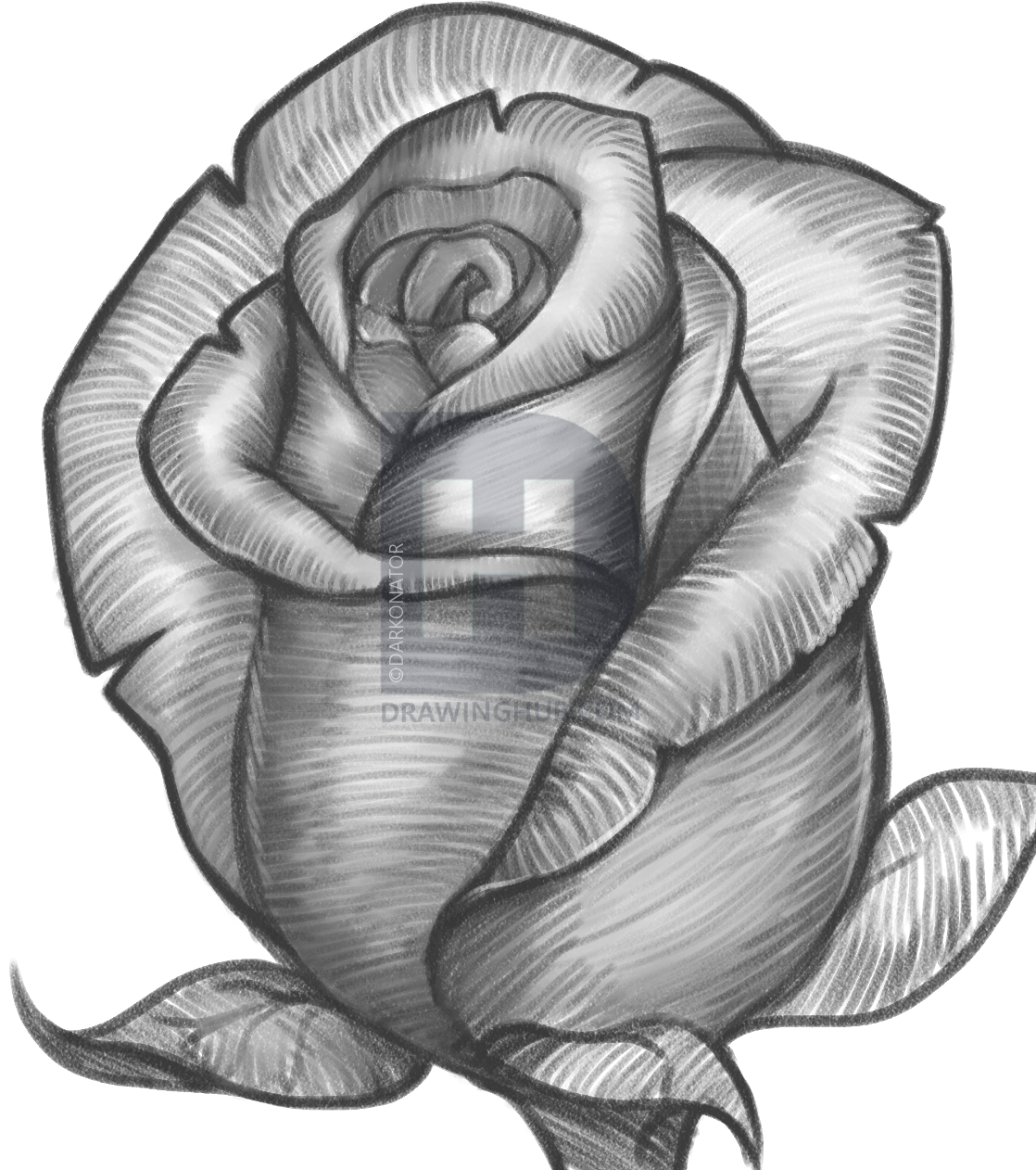 1118x1262 Sketching Pics Of Rose How To Draw A Rose Bud, Rose Bud, Stepstep - Rose Bud Sketch