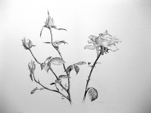 500x375 Some Roses {A Drawing} Elizabeth Floyd - Rose Bud Sketch