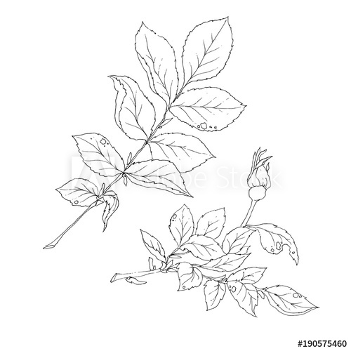 500x500 Vector Set Of Detailed, Isolated Outline Rose Bud Sketches In - Rose Bud Sketch