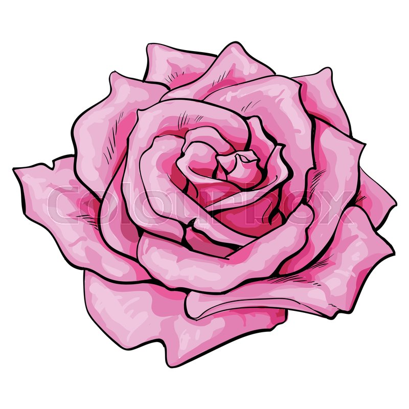 800x800 Deep Pink Rose Bud, Top View Sketch Style Vector Illustration - Rose Bud Sketch