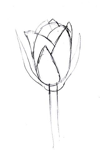 320x502 Drawn Elower Rose Bud - Rose Bud Sketch