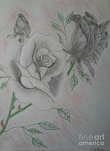 218x300 Rose Bush Drawings Fine Art America - Rose Bush Sketch