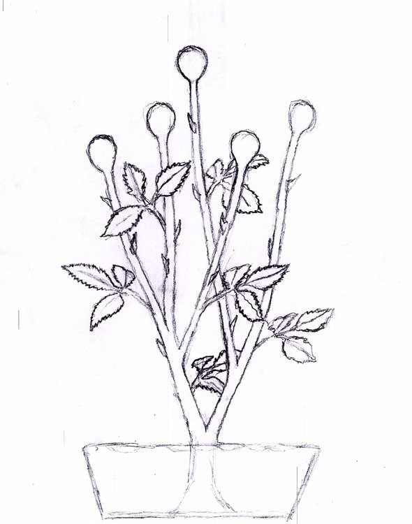 590x750 Rose Bush Sketch Boss Glass - Rose Bush Sketch