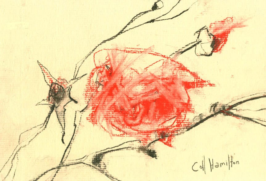863x589 Rose Bush Sketch 2 - Rose Bush Sketch