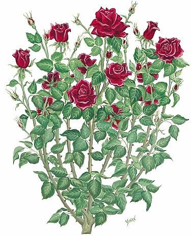 375x462 Rose Bush Drawing, Tattoo Inspiration. I See Lots Of Single Roses - Rose Bush Sketch
