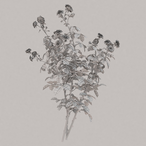 500x500 Rose Bush Universal Plant 3d Asset Cgtrader - Rose Bush Sketch
