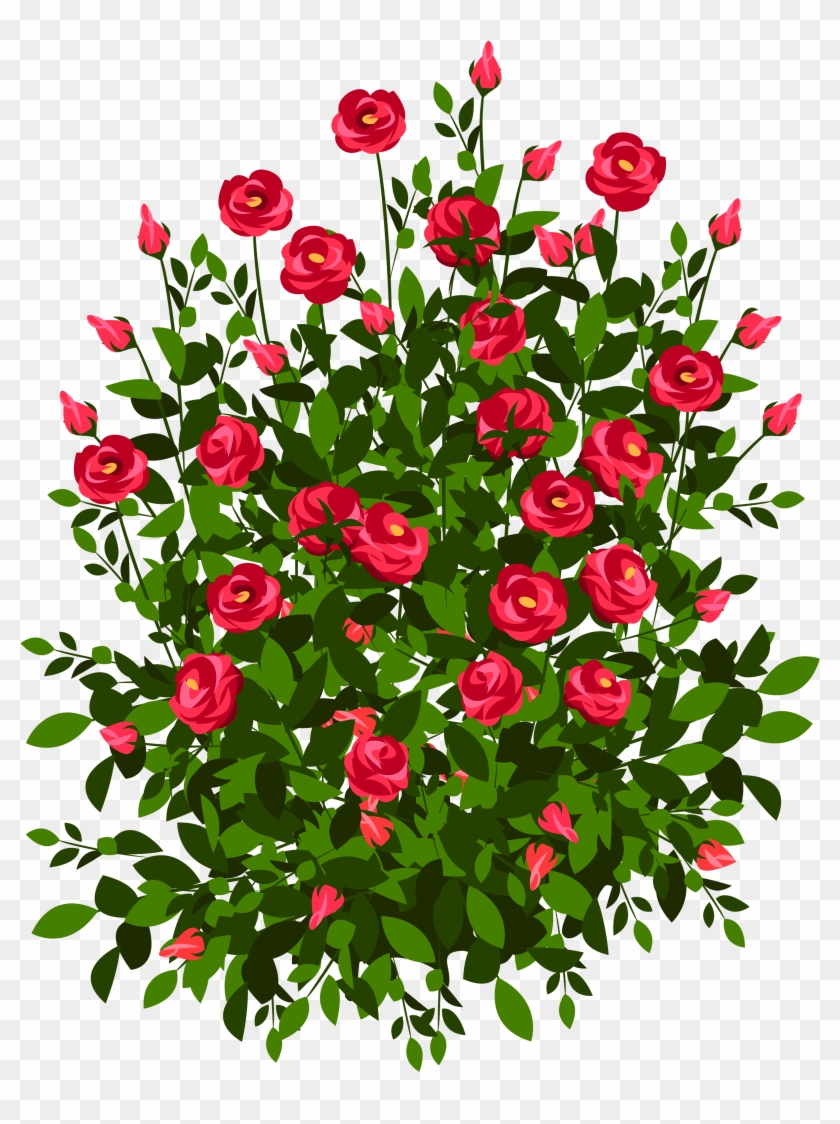 840x1124 Roses Plant Clipart - Rose Bush Sketch