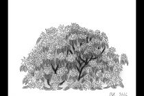 210x140 Tag Drawing Of A Rose Bush - Rose Bush Sketch