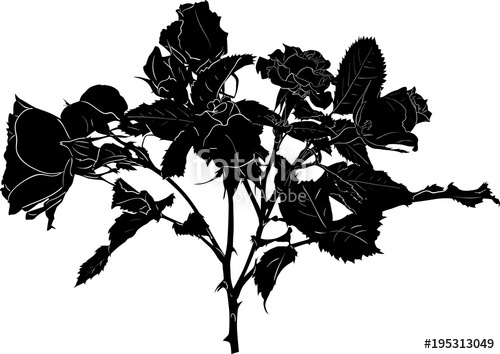 500x354 Black Sketch Of Rose Bush Flower Isolated On White Stock Image - Rose Bush Sketch