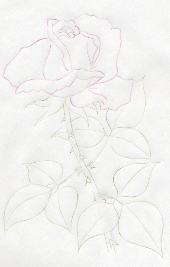 547x857 Draw A Rose Quickly, Simply And Easily - Rose Bush Sketch