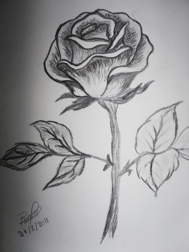 Rose Flower Sketch At Paintingvalley Com Explore Collection Of