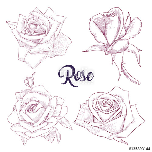500x500 Pencil Sketch Hand Drawn Set Rose Flowers. Sketching Vector - Rose Flower Sketch