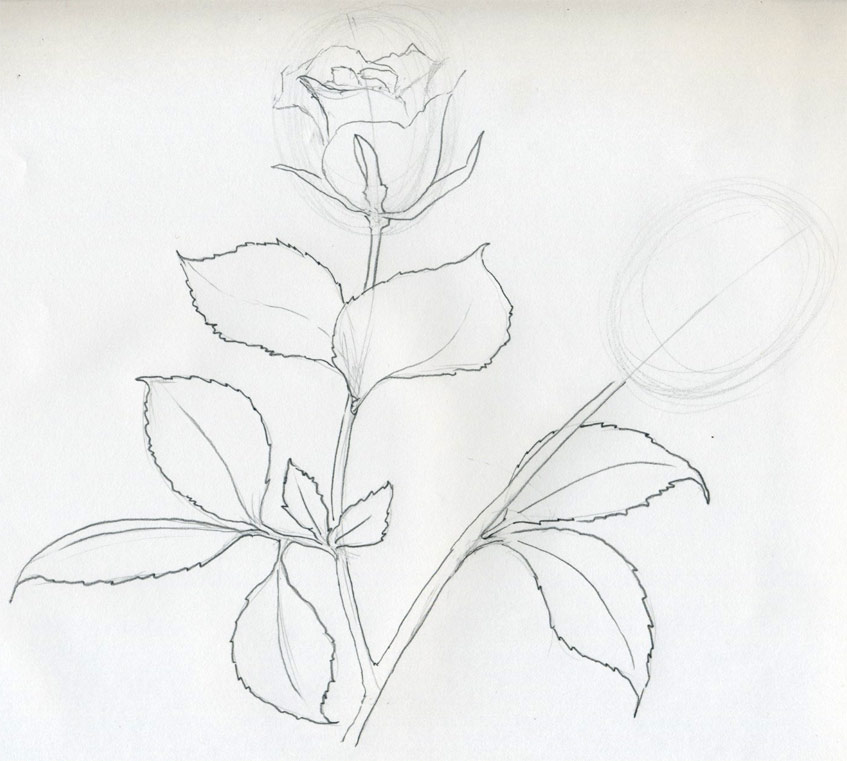 847x761 Rose Sketch You Will Enjoy - Rose Flower Sketch