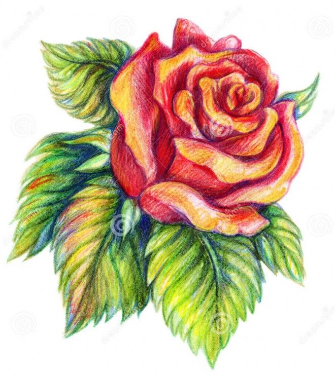 660x746 25 Beautiful Rose Drawings And Paintings For Your Inspiration - Rose Flower Sketch Images