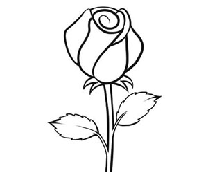 Rose Flower Sketch Images at PaintingValley.com | Explore collection of ...