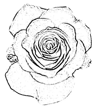 400x450 Red Rose Flower Sketch - Rose Flower Sketch Images