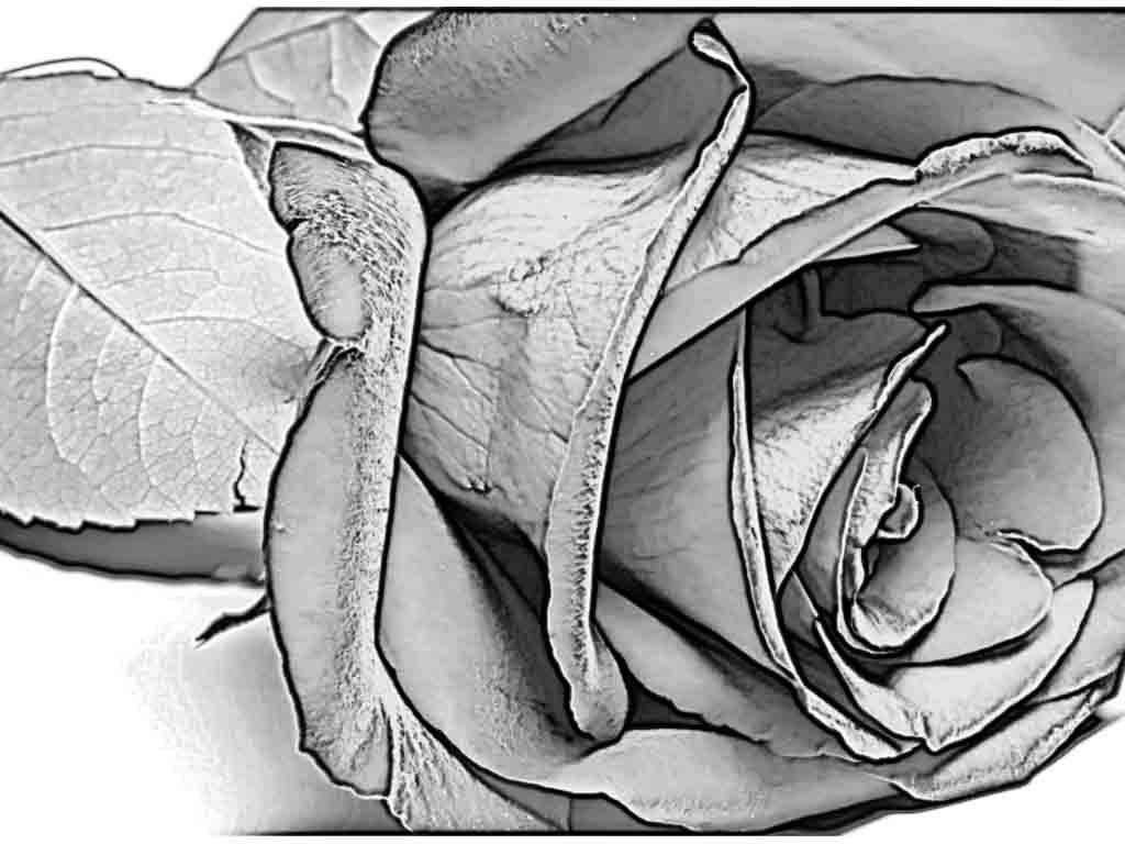 1024x768 Rose Flower Sketch Images Pencil Art Gallery Rose Flowers Art - Rose Flower Sketch Images