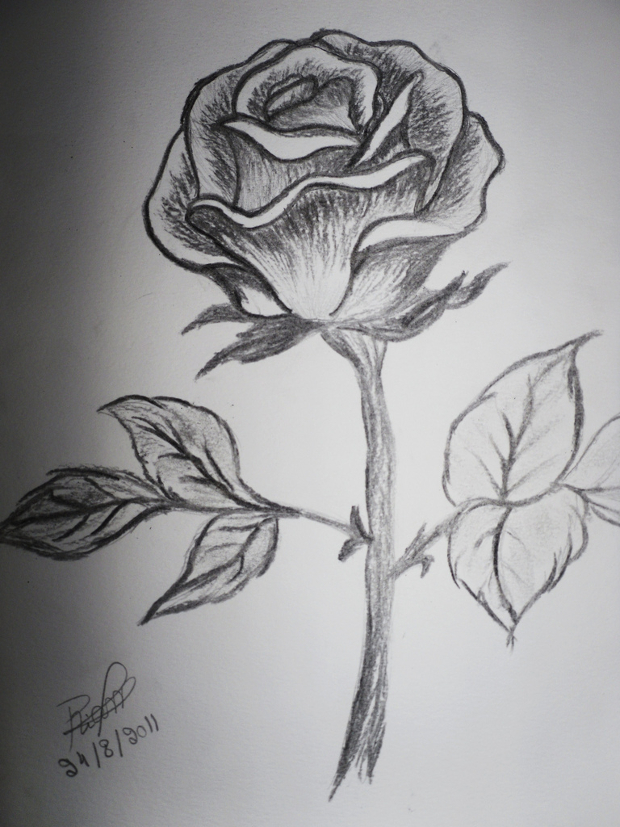 620x827 Collection Of Rose Flower Drawing Sketch High Quality, Free - Rose Flower Sketch Images